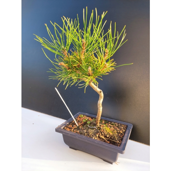 Żywe Drzewko Bonsai Sosna Czarna Pinus Nigra 10-letni na PREZENT 317