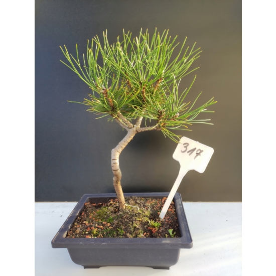 Żywe Drzewko Bonsai Sosna Czarna Pinus Nigra 10-letni na PREZENT 317