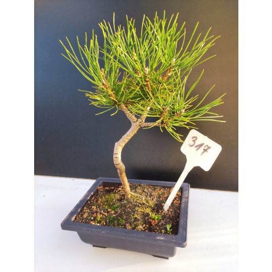Żywe Drzewko Bonsai Sosna Czarna Pinus Nigra 10-letni na PREZENT 317