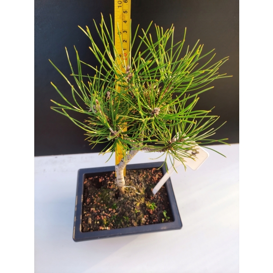 Żywe Drzewko Bonsai Sosna Czarna Pinus Nigra 10-letni na PREZENT 317