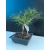 Żywe Drzewko Bonsai Sosna Czarna Pinus Nigra 10-letni na PREZENT 318