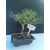Żywe Drzewko Bonsai Sosna Czarna Pinus Nigra 10-letni na PREZENT 318