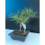 Żywe Drzewko Bonsai Sosna Czarna Pinus Nigra 10-letni na PREZENT 318