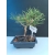 Żywe Drzewko Bonsai Sosna Czarna Pinus Nigra 10-letni na PREZENT 318