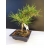 Żywe Drzewko Bonsai Sosna Czarna Pinus Nigra 10-letni na PREZENT 318