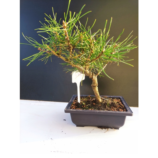Żywe Drzewko Bonsai Sosna Czarna Pinus Nigra 10-letni na PREZENT 318