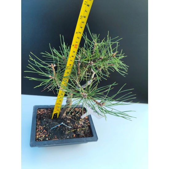 Żywe Drzewko Bonsai Sosna Czarna Pinus Nigra 10-letni na PREZENT 318