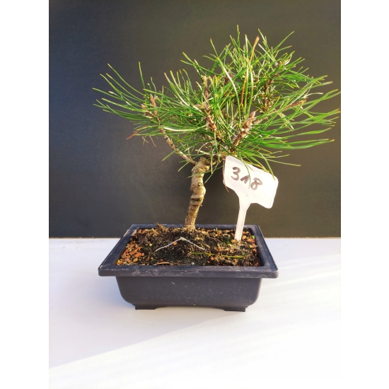 Żywe Drzewko Bonsai Sosna Czarna Pinus Nigra 10-letni na PREZENT 318