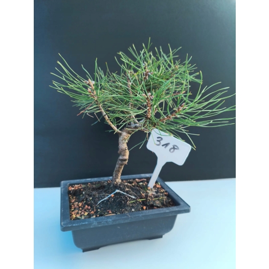 Żywe Drzewko Bonsai Sosna Czarna Pinus Nigra 10-letni na PREZENT 318