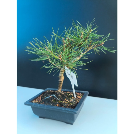Żywe Drzewko Bonsai Sosna Czarna Pinus Nigra 10-letni na PREZENT 318
