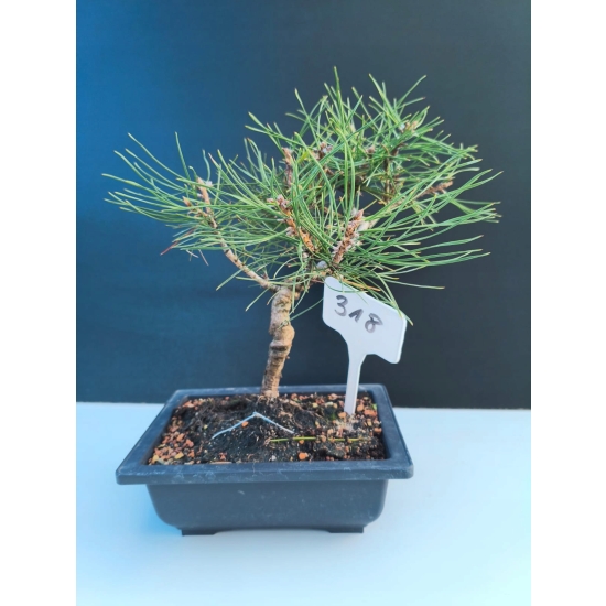 Żywe Drzewko Bonsai Sosna Czarna Pinus Nigra 10-letni na PREZENT 318
