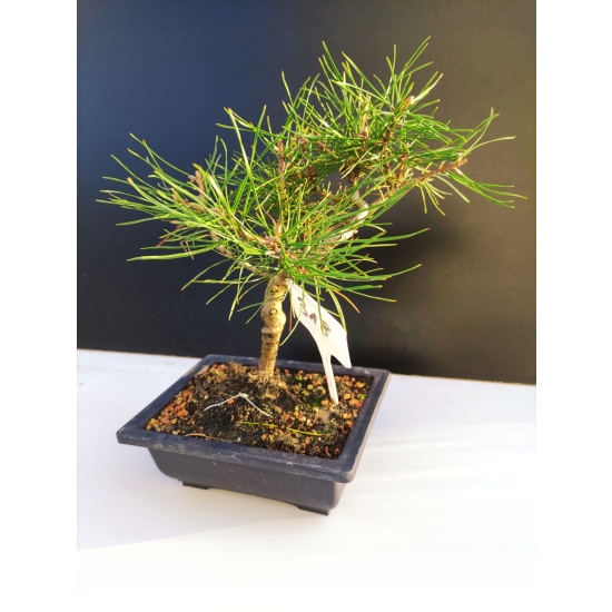 Żywe Drzewko Bonsai Sosna Czarna Pinus Nigra 10-letni na PREZENT 318