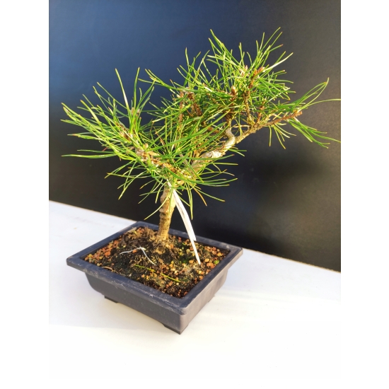 Żywe Drzewko Bonsai Sosna Czarna Pinus Nigra 10-letni na PREZENT 318