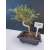 Żywe Drzewko Bonsai Sosna Czarna Pinus Nigra 10-letni na PREZENT 320