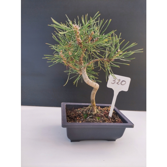 Żywe Drzewko Bonsai Sosna Czarna Pinus Nigra 10-letni na PREZENT 320