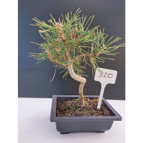 Żywe Drzewko Bonsai Sosna Czarna Pinus Nigra 10-letni na PREZENT 320