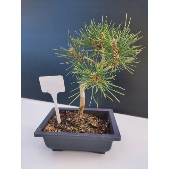 Żywe Drzewko Bonsai Sosna Czarna Pinus Nigra 10-letni na PREZENT 320