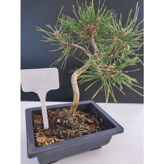 Żywe Drzewko Bonsai Sosna Czarna Pinus Nigra 10-letni na PREZENT 320