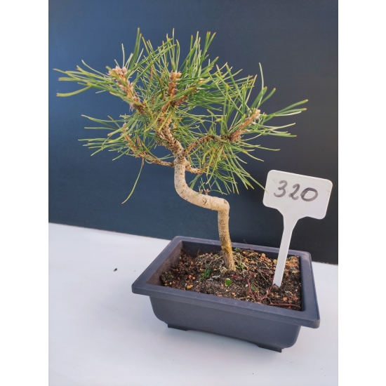 Żywe Drzewko Bonsai Sosna Czarna Pinus Nigra 10-letni na PREZENT 320