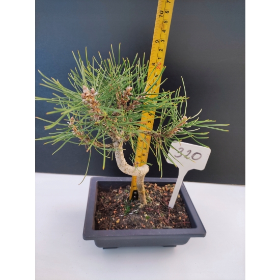 Żywe Drzewko Bonsai Sosna Czarna Pinus Nigra 10-letni na PREZENT 320