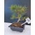 Żywe Drzewko Bonsai Sosna Czarna Pinus Nigra 10-letni na PREZENT 316