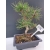 Żywe Drzewko Bonsai Sosna Czarna Pinus Nigra 10-letni na PREZENT 316