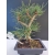 Żywe Drzewko Bonsai Sosna Czarna Pinus Nigra 10-letni na PREZENT 316