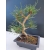 Żywe Drzewko Bonsai Sosna Czarna Pinus Nigra 10-letni na PREZENT 316
