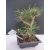 Żywe Drzewko Bonsai Sosna Czarna Pinus Nigra 10-letni na PREZENT 316