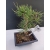 Żywe Drzewko Bonsai Sosna Czarna Pinus Nigra 10-letni na PREZENT 316