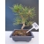 Żywe Drzewko Bonsai Sosna Czarna Pinus Nigra 10-letni na PREZENT 316