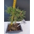 Żywe Drzewko Bonsai Sosna Czarna Pinus Nigra 10-letni na PREZENT 316