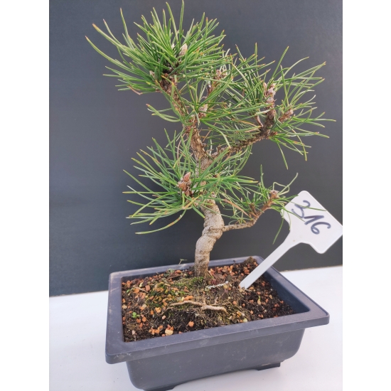 Żywe Drzewko Bonsai Sosna Czarna Pinus Nigra 10-letni na PREZENT 316