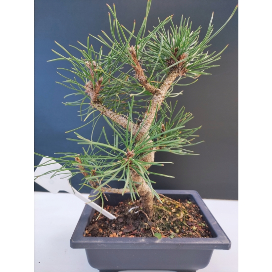 Żywe Drzewko Bonsai Sosna Czarna Pinus Nigra 10-letni na PREZENT 316