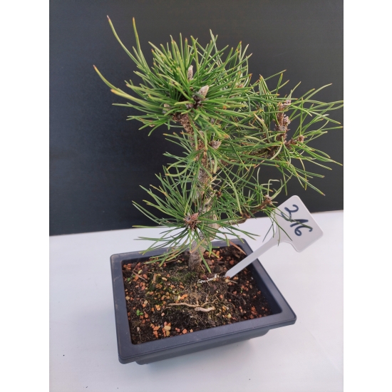Żywe Drzewko Bonsai Sosna Czarna Pinus Nigra 10-letni na PREZENT 316
