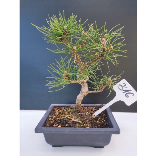 Żywe Drzewko Bonsai Sosna Czarna Pinus Nigra 10-letni na PREZENT 316