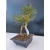 Żywe Drzewko Bonsai Sosna Czarna Pinus Nigra 10-letni na PREZENT 314