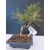 Żywe Drzewko Bonsai Sosna Czarna Pinus Nigra 10-letni na PREZENT 314