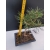 Żywe Drzewko Bonsai Sosna Czarna Pinus Nigra 10-letni na PREZENT 314