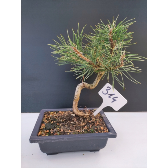 Żywe Drzewko Bonsai Sosna Czarna Pinus Nigra 10-letni na PREZENT 314