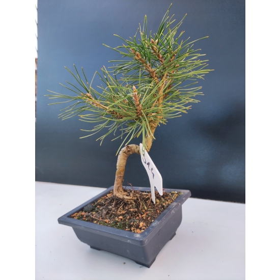 Żywe Drzewko Bonsai Sosna Czarna Pinus Nigra 10-letni na PREZENT 314