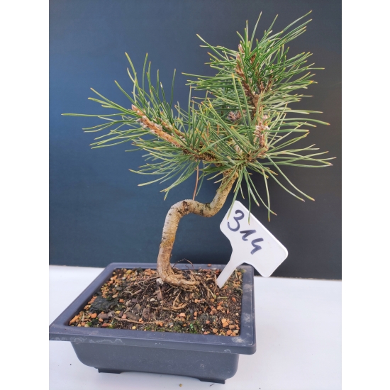 Żywe Drzewko Bonsai Sosna Czarna Pinus Nigra 10-letni na PREZENT 314