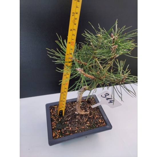 Żywe Drzewko Bonsai Sosna Czarna Pinus Nigra 10-letni na PREZENT 314