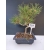 Żywe Drzewko Bonsai Sosna Czarna Pinus Nigra 10-letni na PREZENT 321