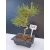 Żywe Drzewko Bonsai Sosna Czarna Pinus Nigra 10-letni na PREZENT 321