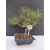 Żywe Drzewko Bonsai Sosna Czarna Pinus Nigra 10-letni na PREZENT 321