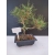 Żywe Drzewko Bonsai Sosna Czarna Pinus Nigra 10-letni na PREZENT 321