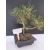 Żywe Drzewko Bonsai Sosna Czarna Pinus Nigra 10-letni na PREZENT 321