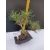 Żywe Drzewko Bonsai Sosna Czarna Pinus Nigra 10-letni na PREZENT 321