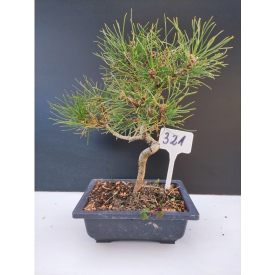 Żywe Drzewko Bonsai Sosna Czarna Pinus Nigra 10-letni na PREZENT 321